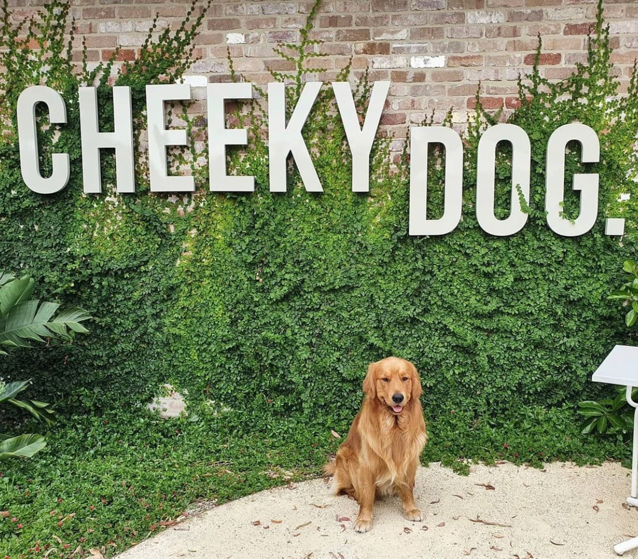 Cheeky Dog — Nelson Bay, Newcastle