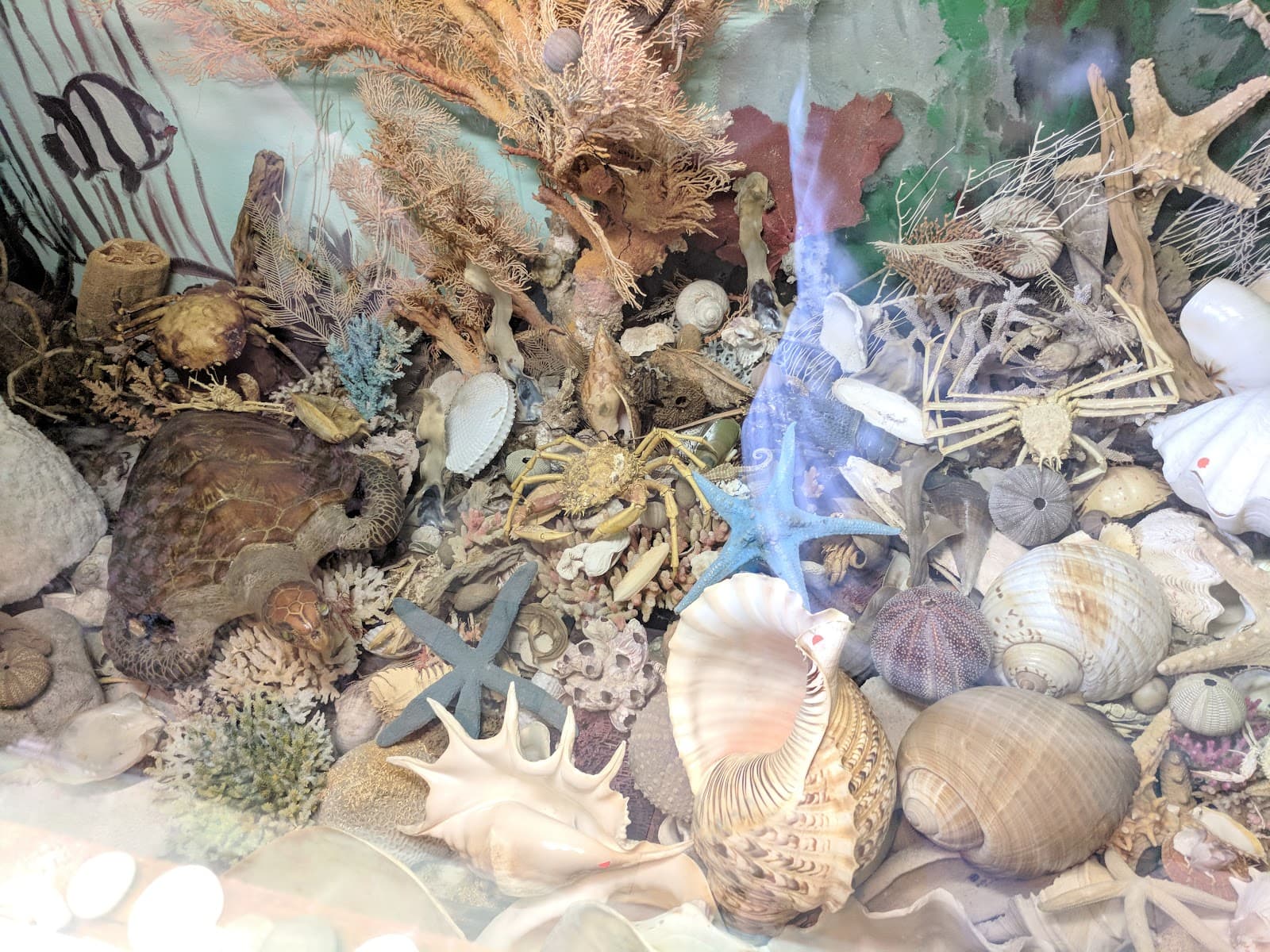 Port Stephens Shell Museum — Nelson Bay, Newcastle