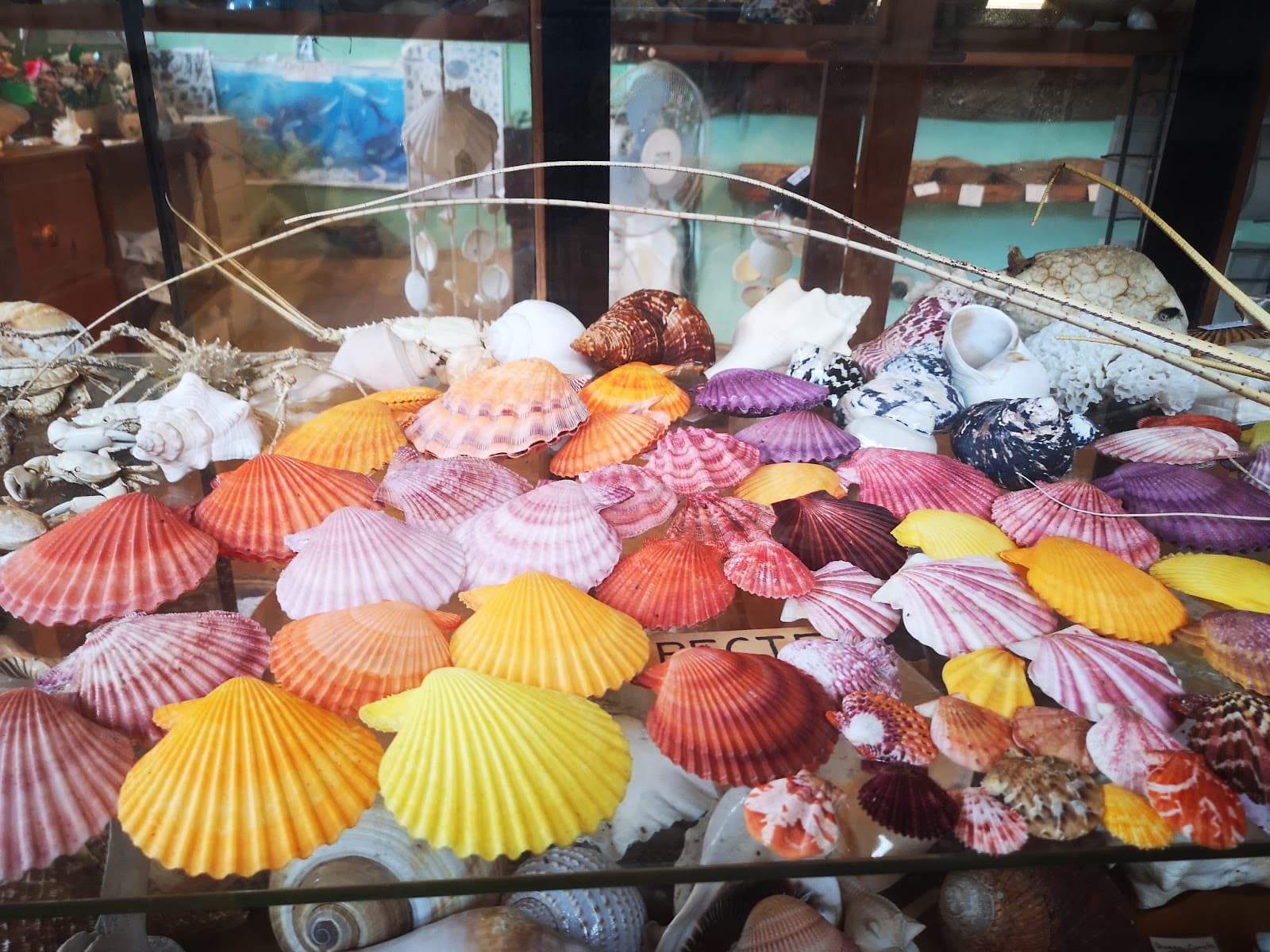 Port Stephens Shell Museum — Nelson Bay, Newcastle