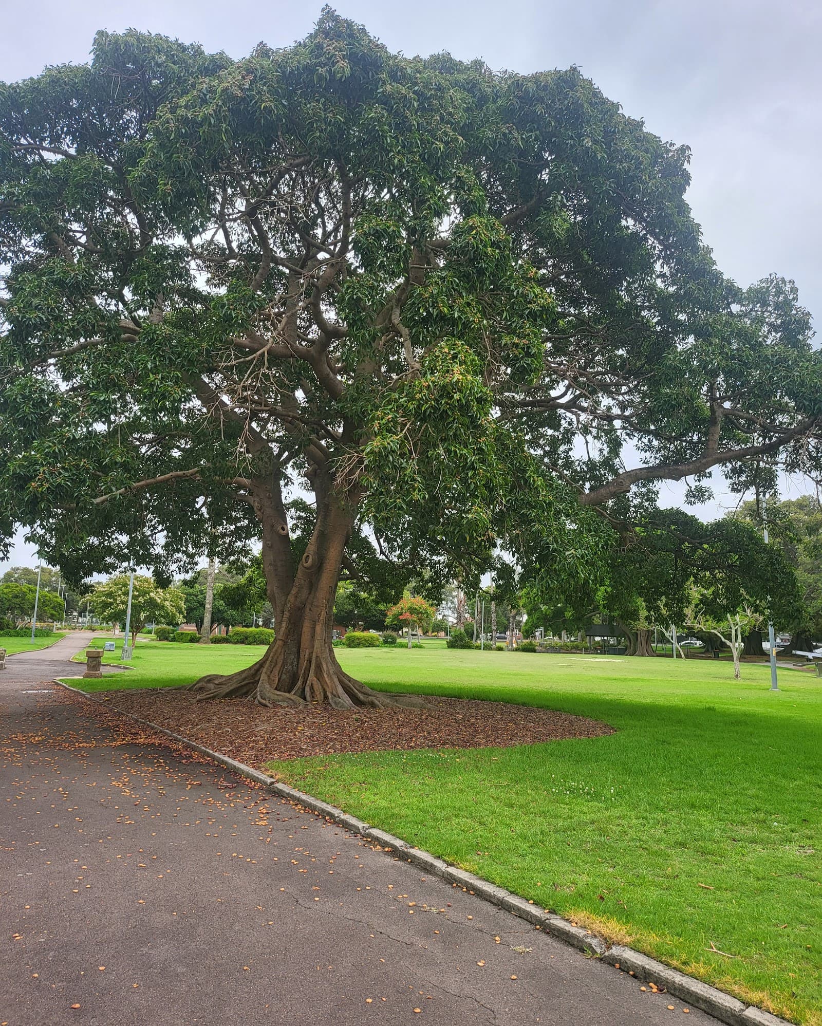 Gregson Park — Hamilton, Newcastle