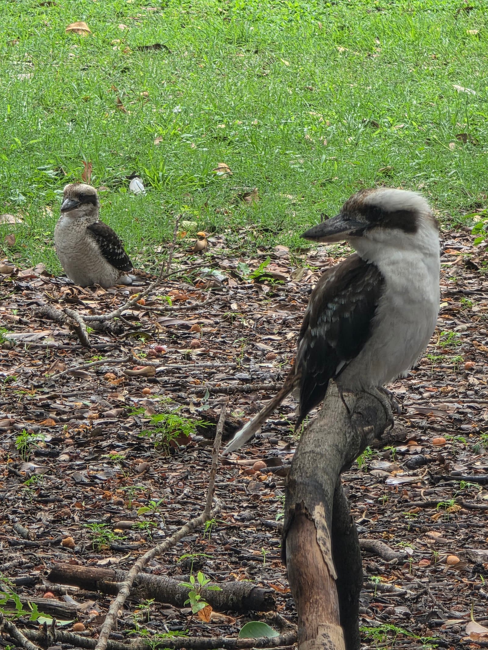 Birdwood Park — Newcastle West, Newcastle