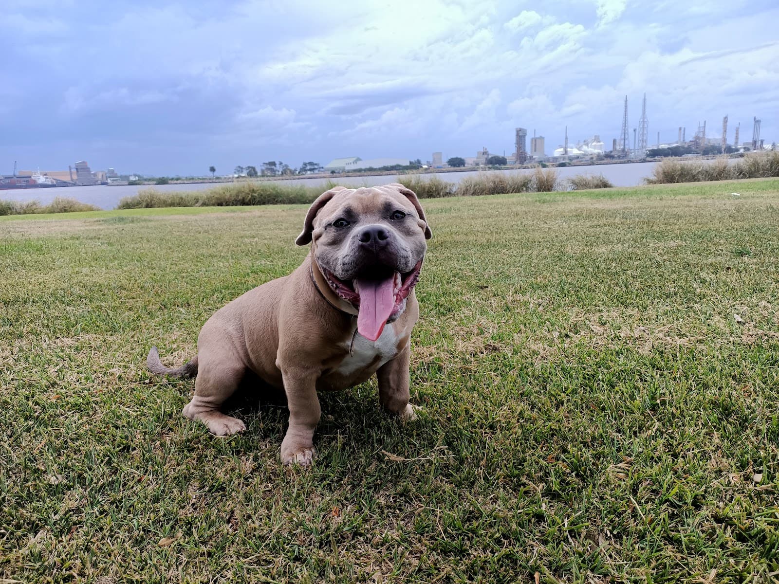Stockton Off-Leash Dog Area — Stockton, Newcastle