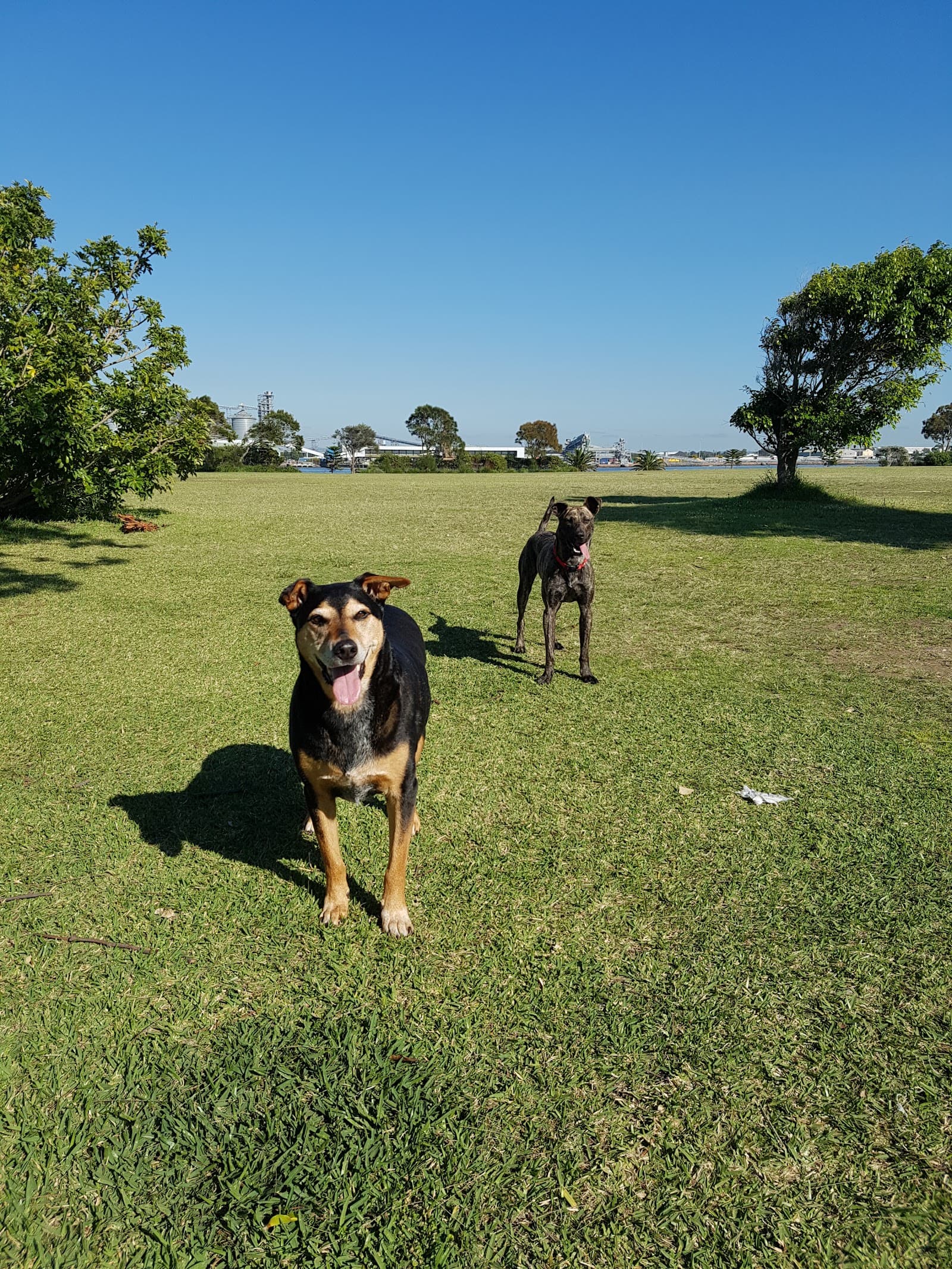 Stockton Off-Leash Dog Area — Stockton, Newcastle