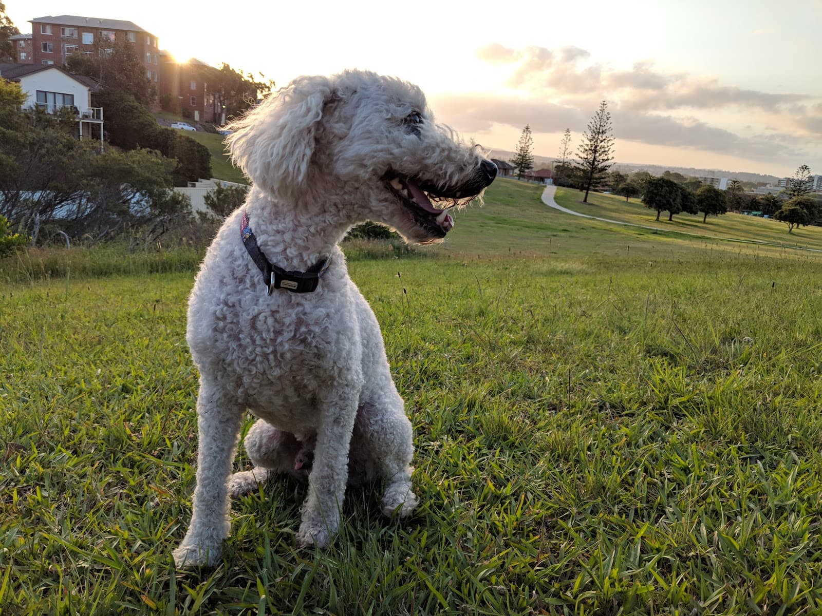 Newcastle Dog Off-Leash Area — Cooks Hill, Newcastle
