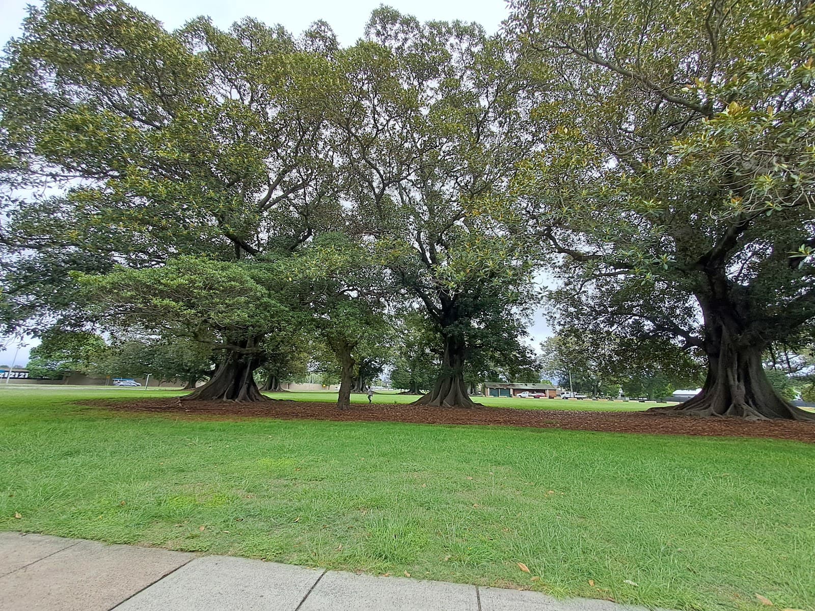 Richardson Park — Hamilton North, Newcastle