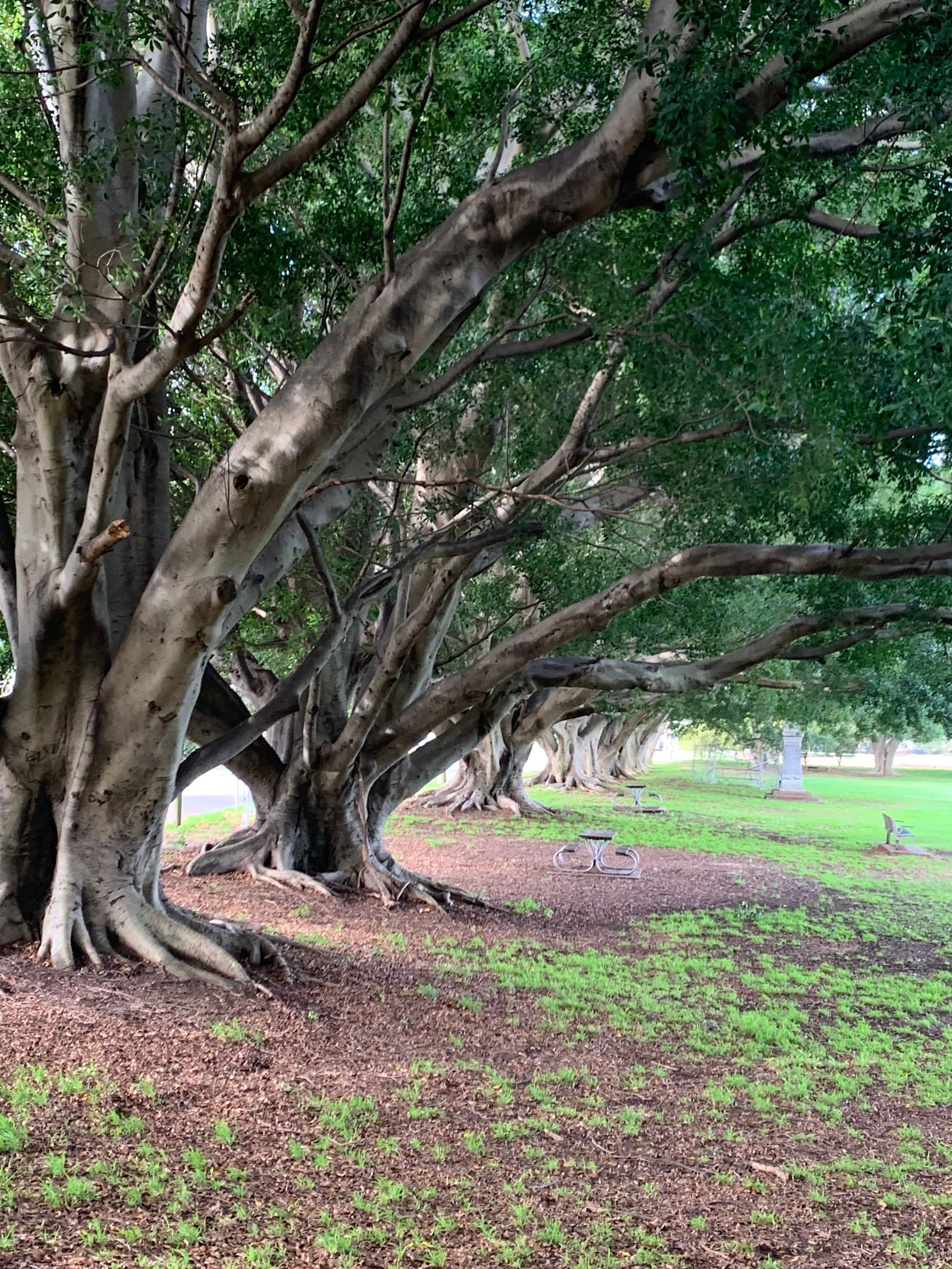 Wickham Park Playground — Honeysuckle, Newcastle