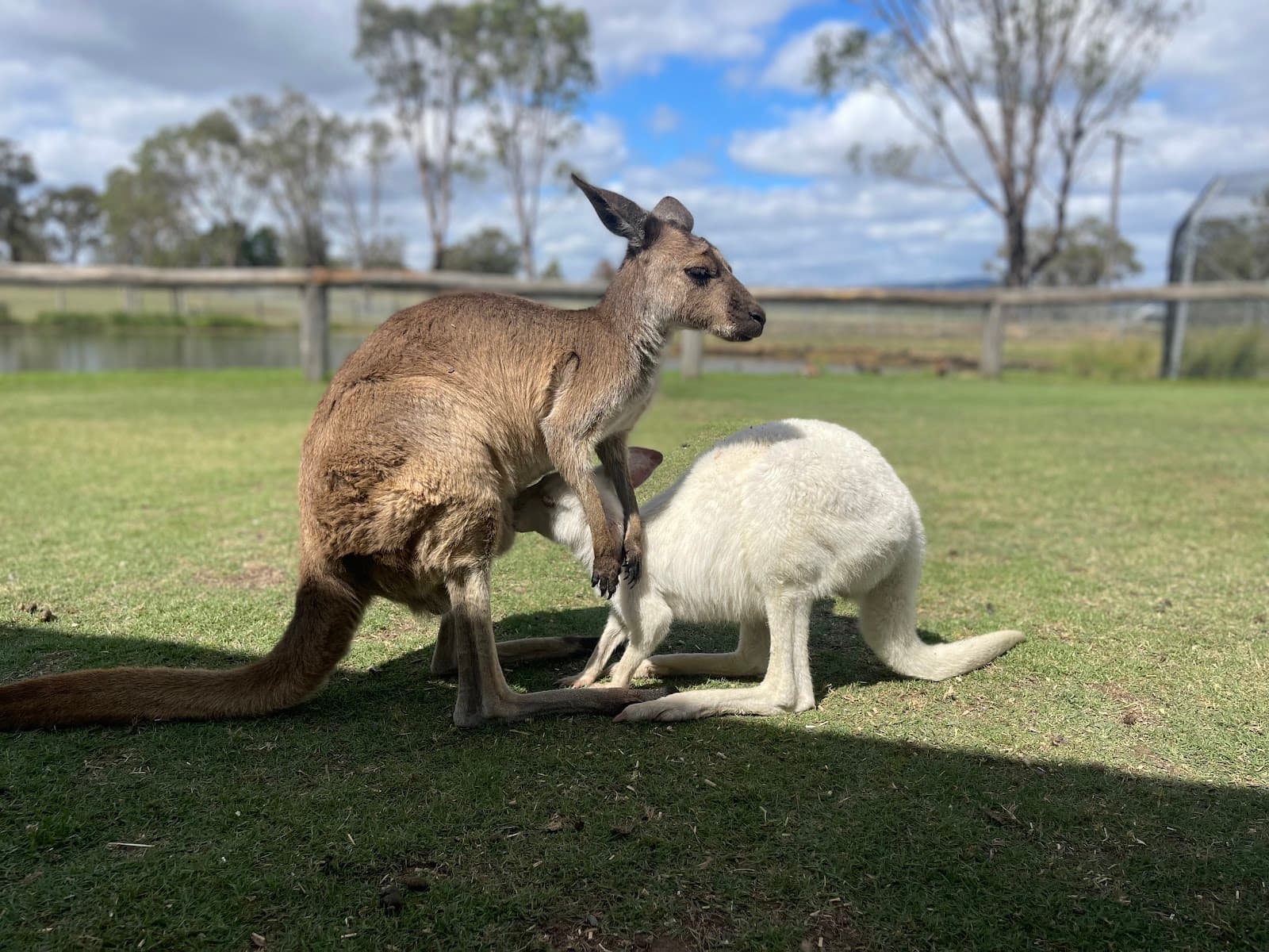 Hunter Valley Wildlife Park — Pokolbin, Newcastle