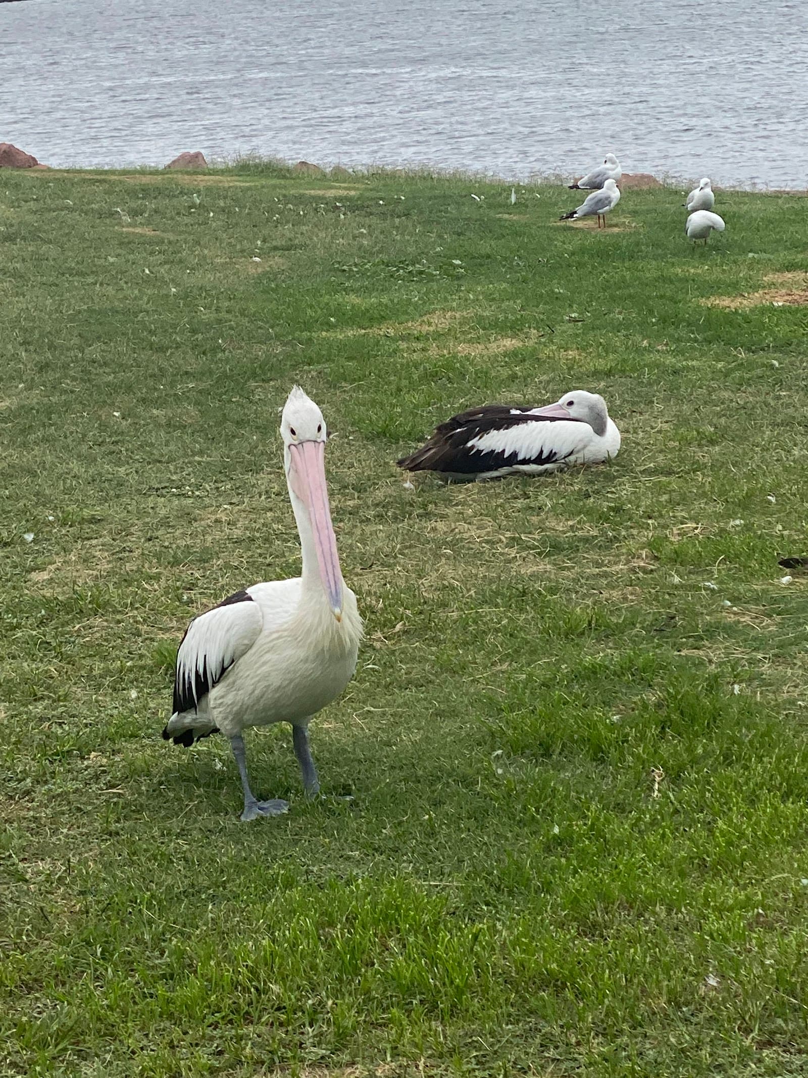 Port Stephens - Great Lakes Marine Park — Nelson Bay, Newcastle