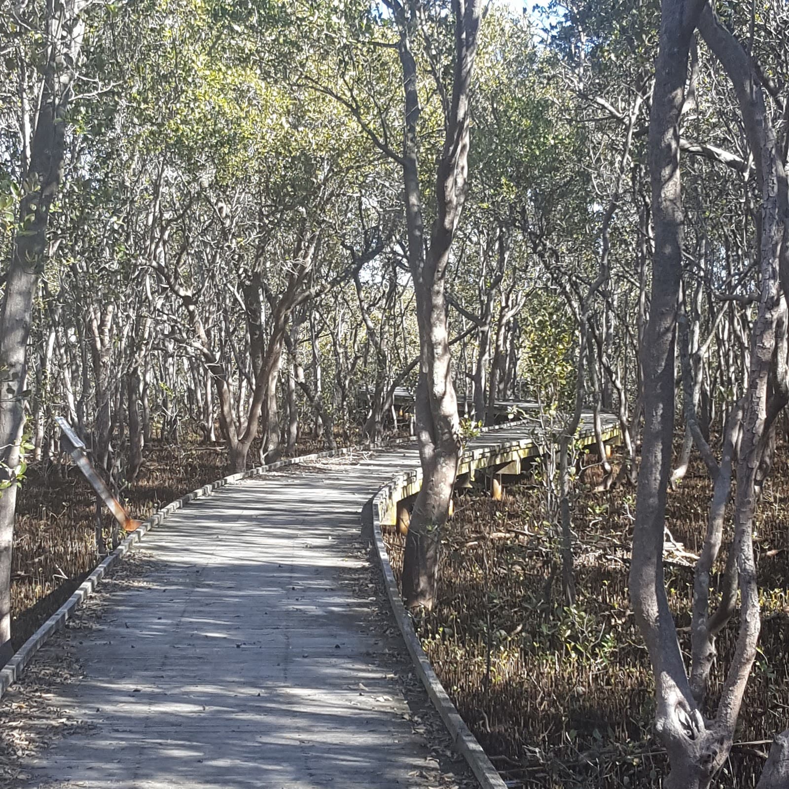 Rainforest walk to Riverside Park — The Junction, Newcastle