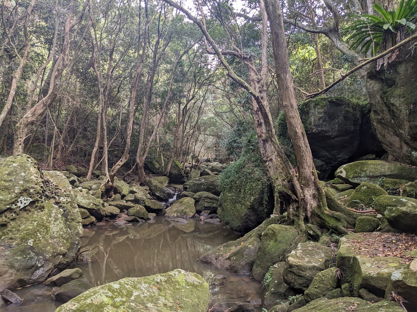 Leichhardt’s Lookout — Highfields, Newcastle