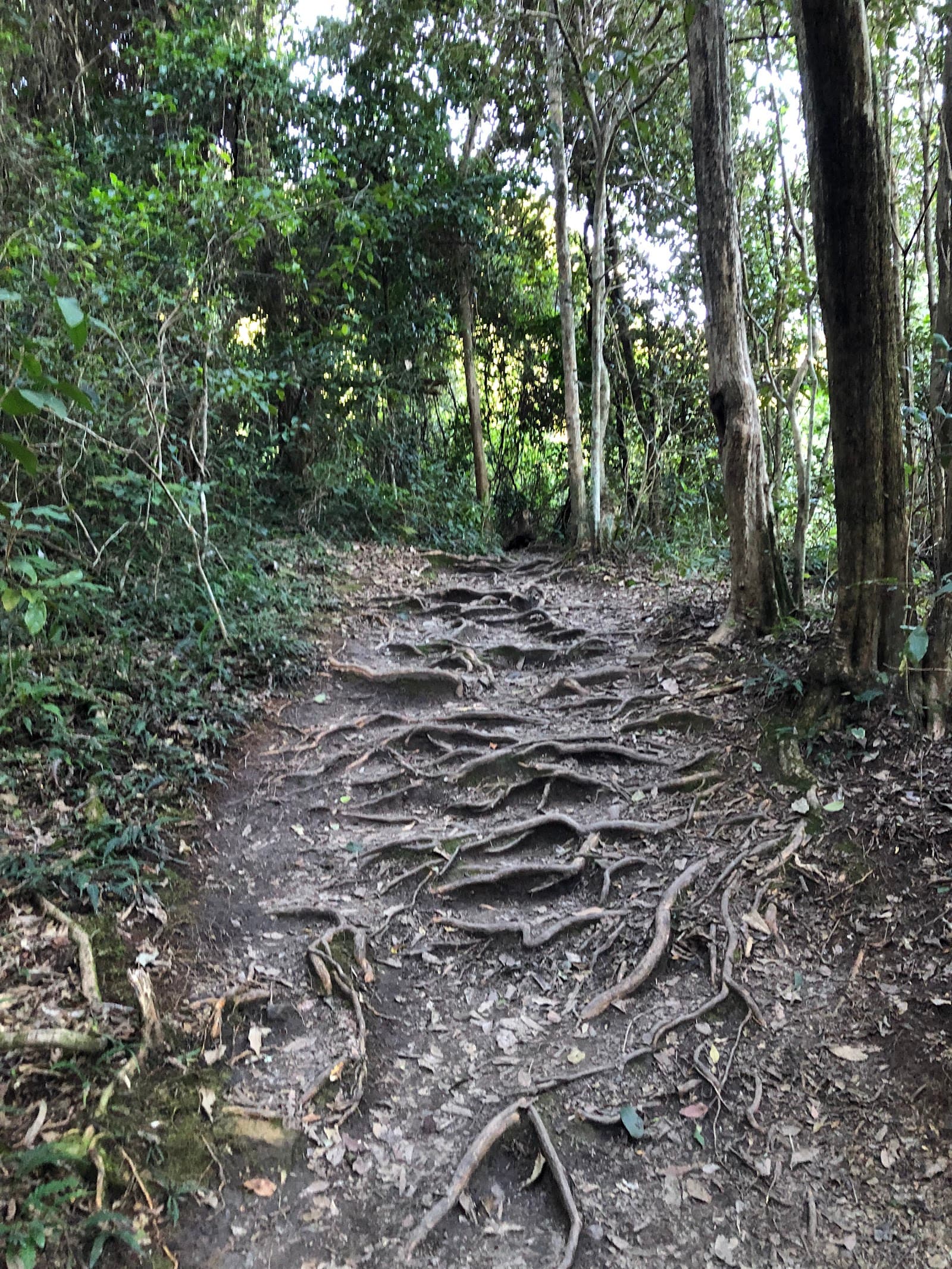 Leichhardt’s Lookout — Highfields, Newcastle