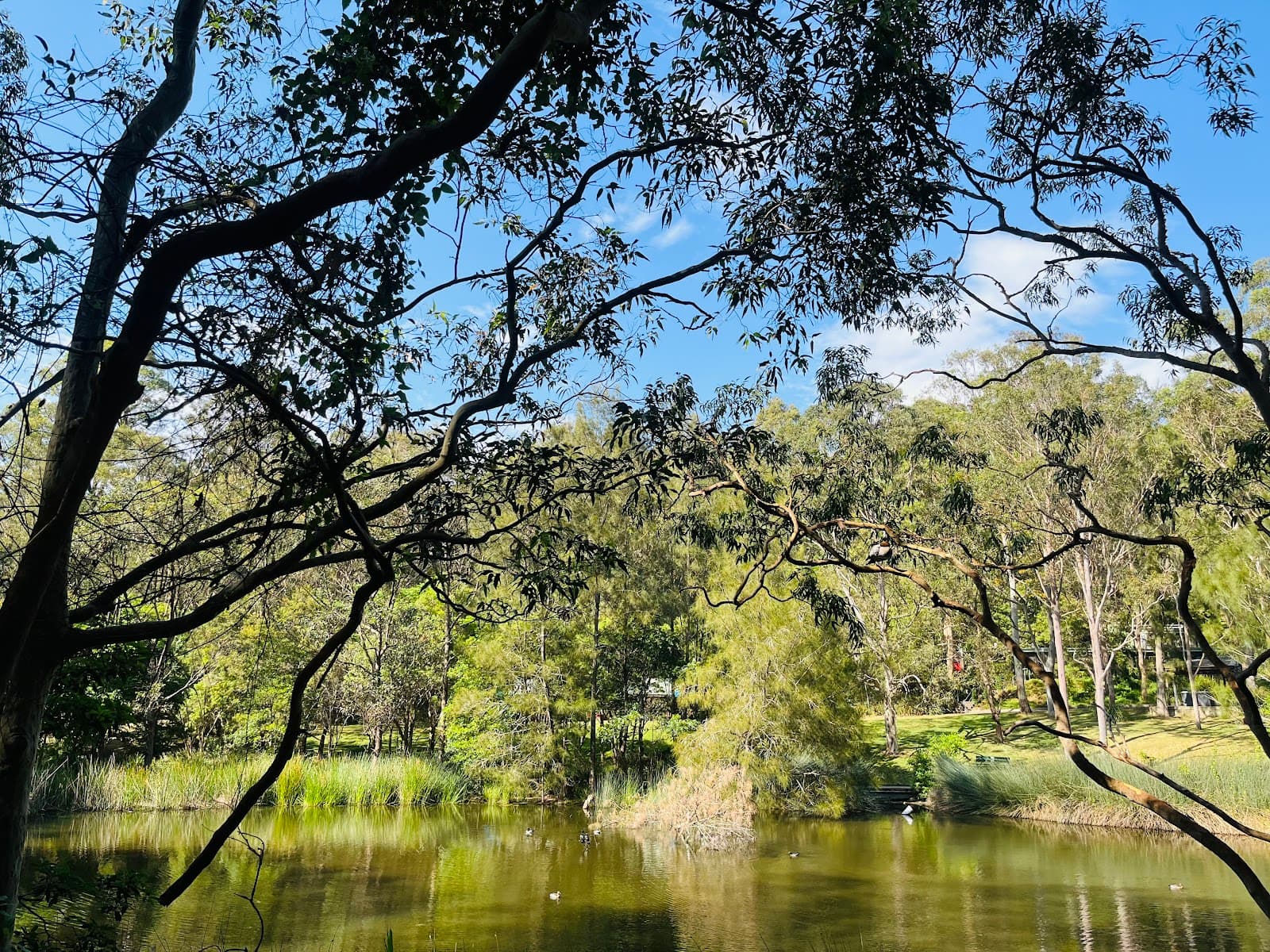 Richley Reserve — The Junction, Newcastle