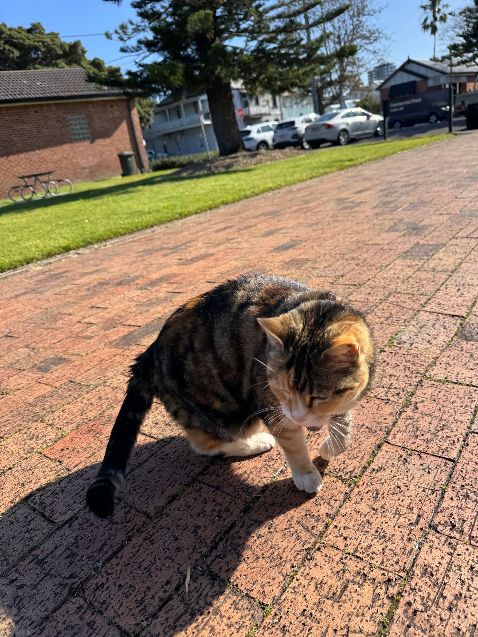 Kali the cat — Cooks Hill, Newcastle