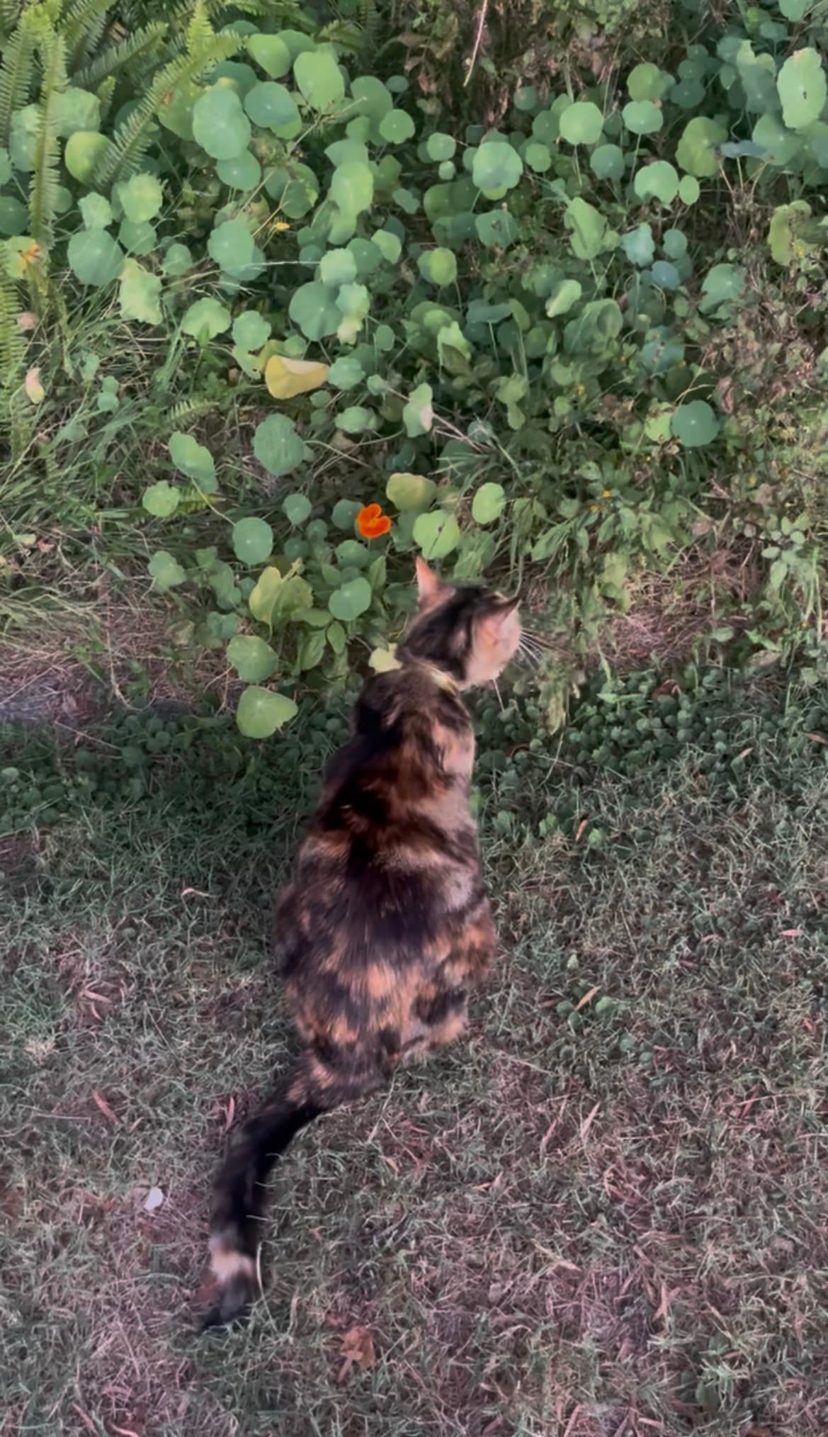 Kali the cat — Cooks Hill, Newcastle