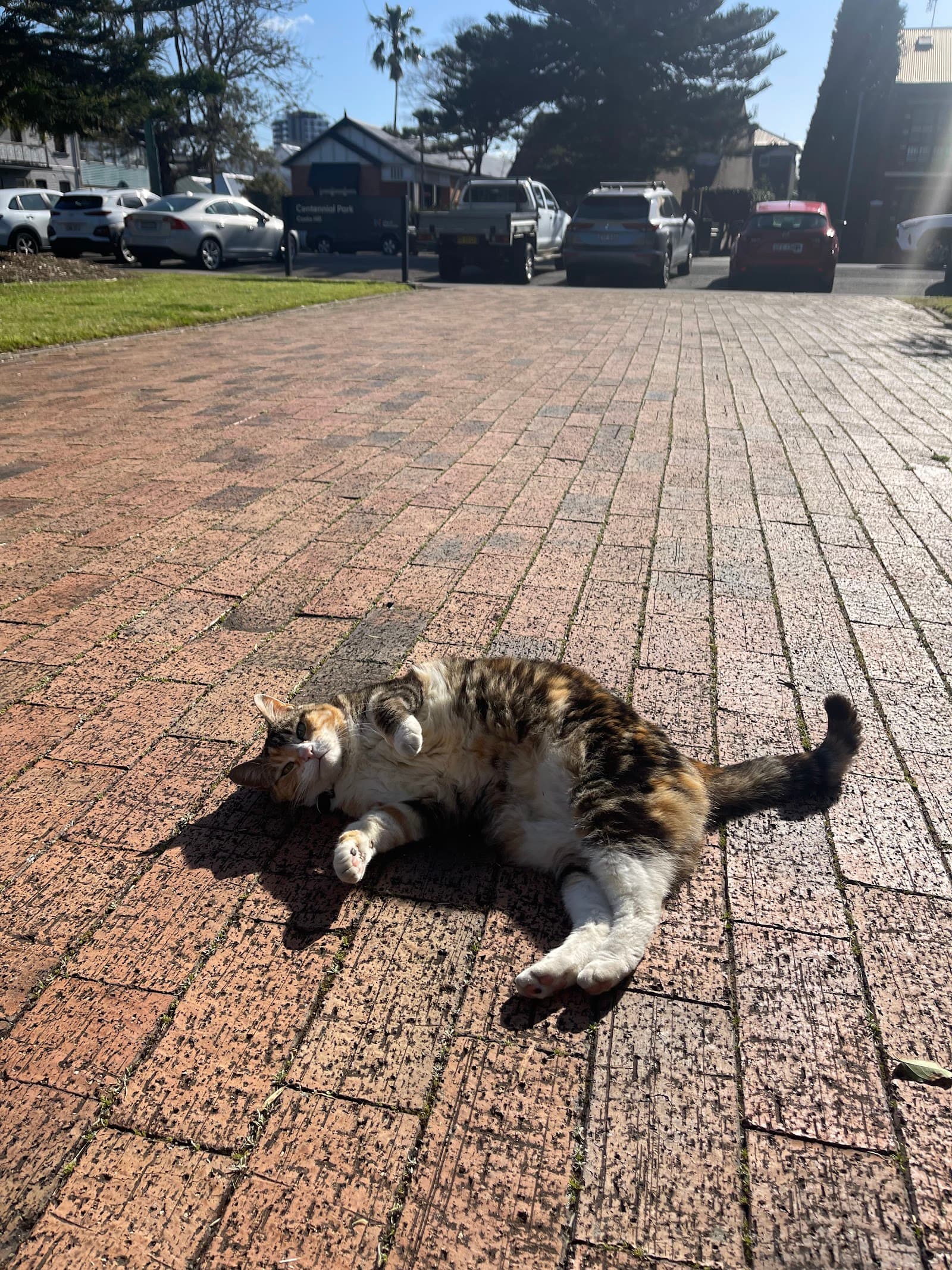 Kali the cat — Cooks Hill, Newcastle