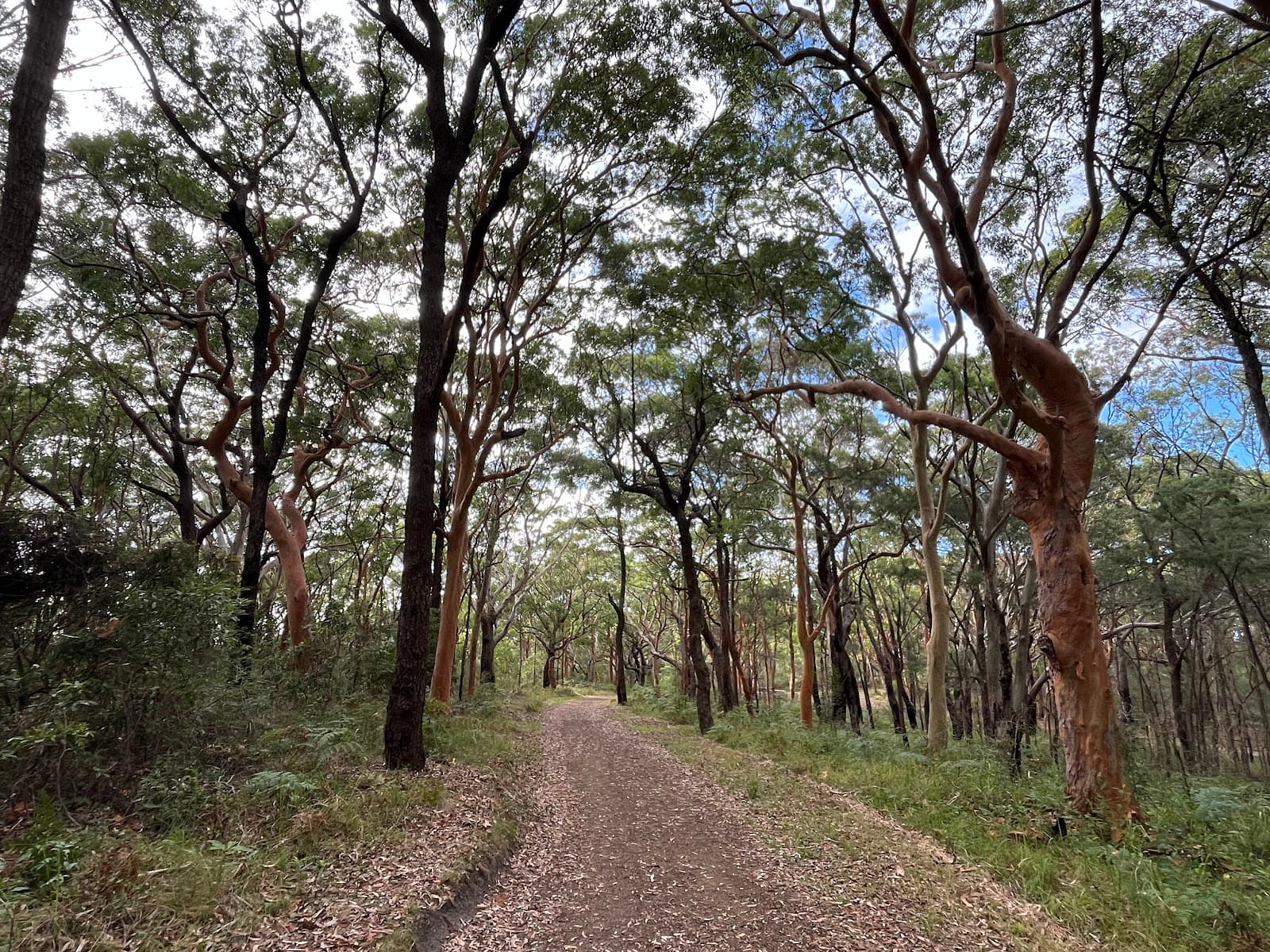 Awabakal Nature Reserve — The Junction, Newcastle