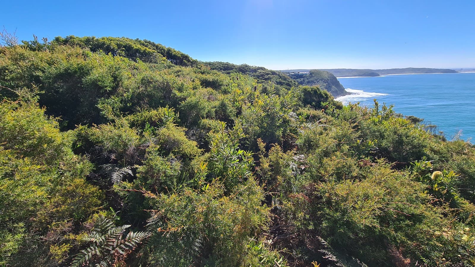 Awabakal Nature Reserve — The Junction, Newcastle
