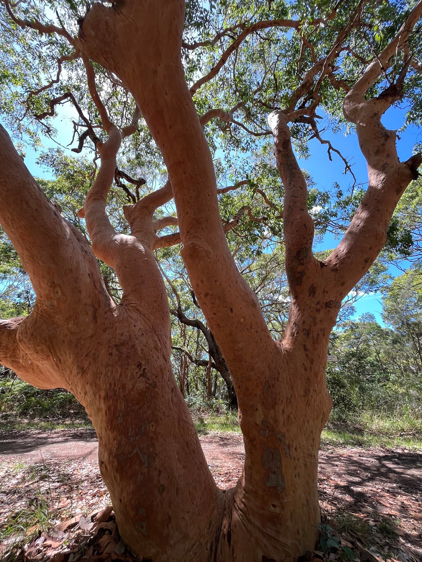 Awabakal Nature Reserve — The Junction, Newcastle
