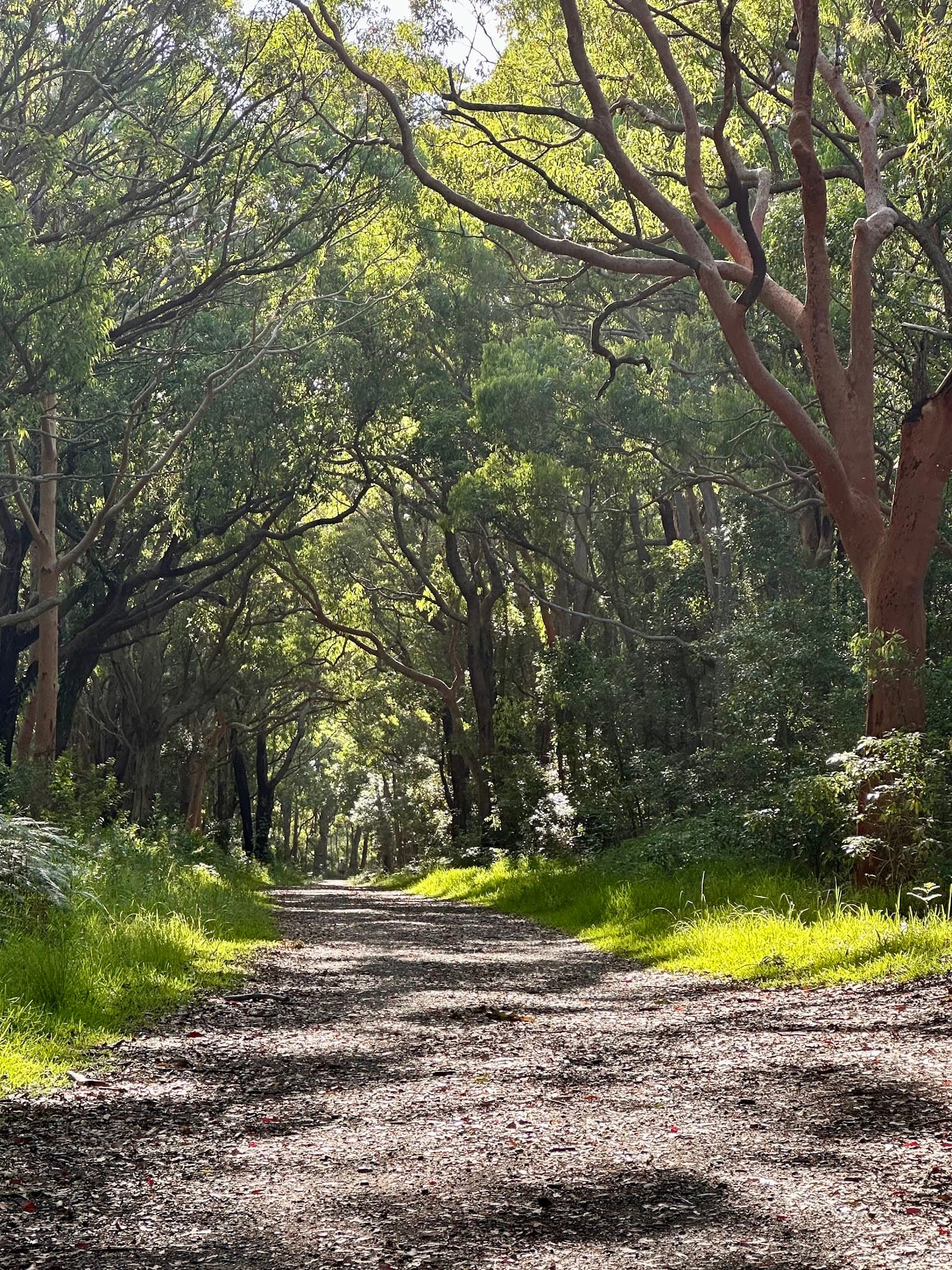 Glenrock Mountain Bike Trails — The Junction, Newcastle
