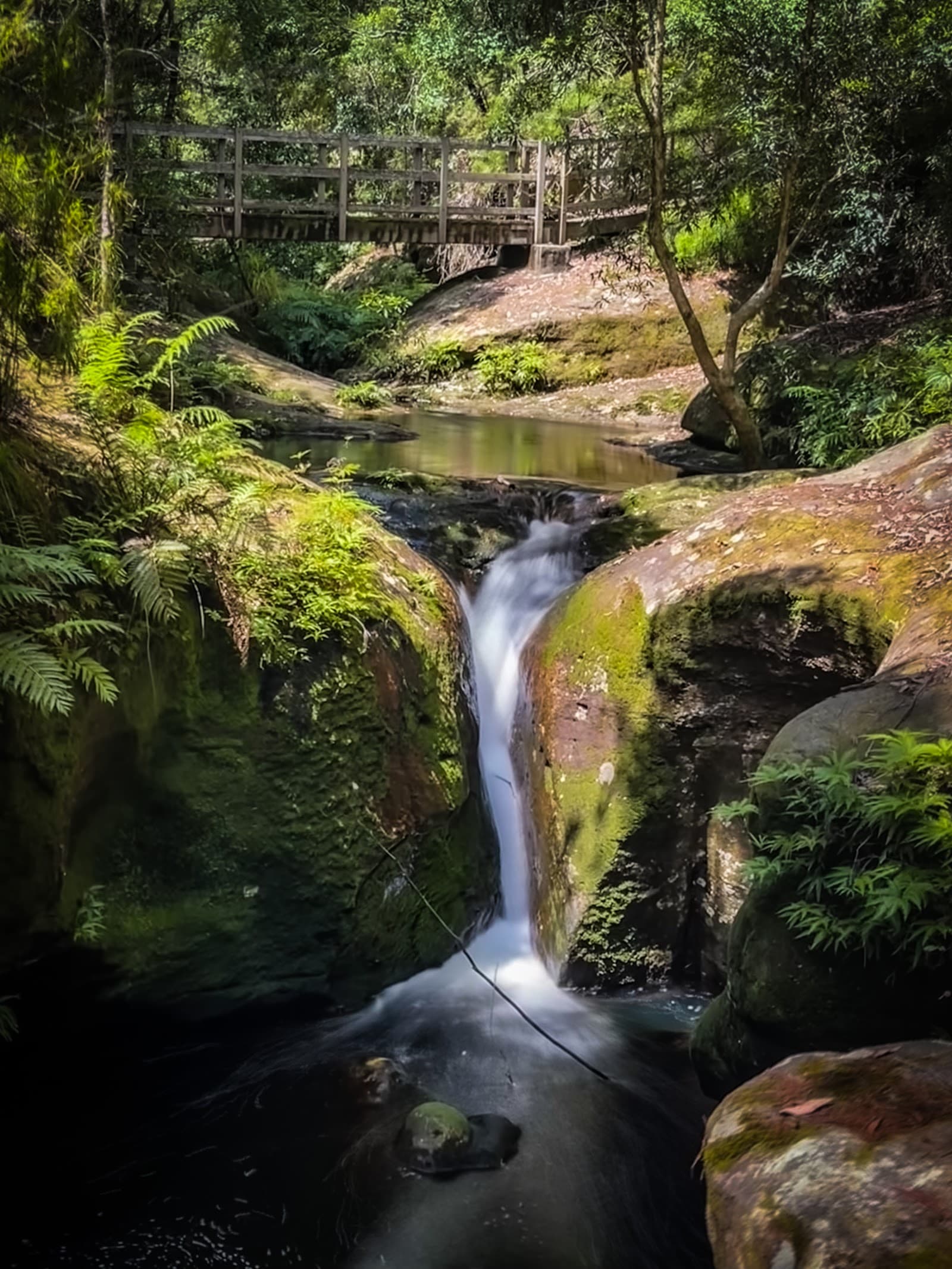 Watagans National Park — Pokolbin, Newcastle
