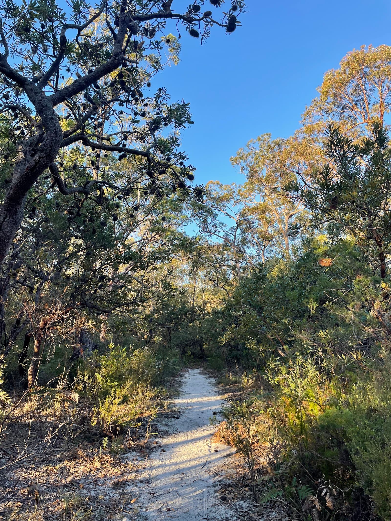 Mambo Wetlands Reserve - Port Stephens Council — Nelson Bay, Newcastle