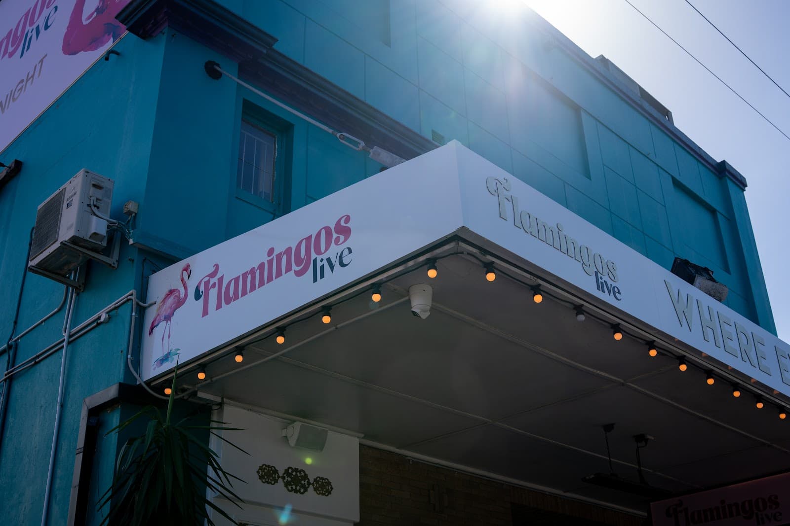 Flamingos Live — Honeysuckle, Newcastle