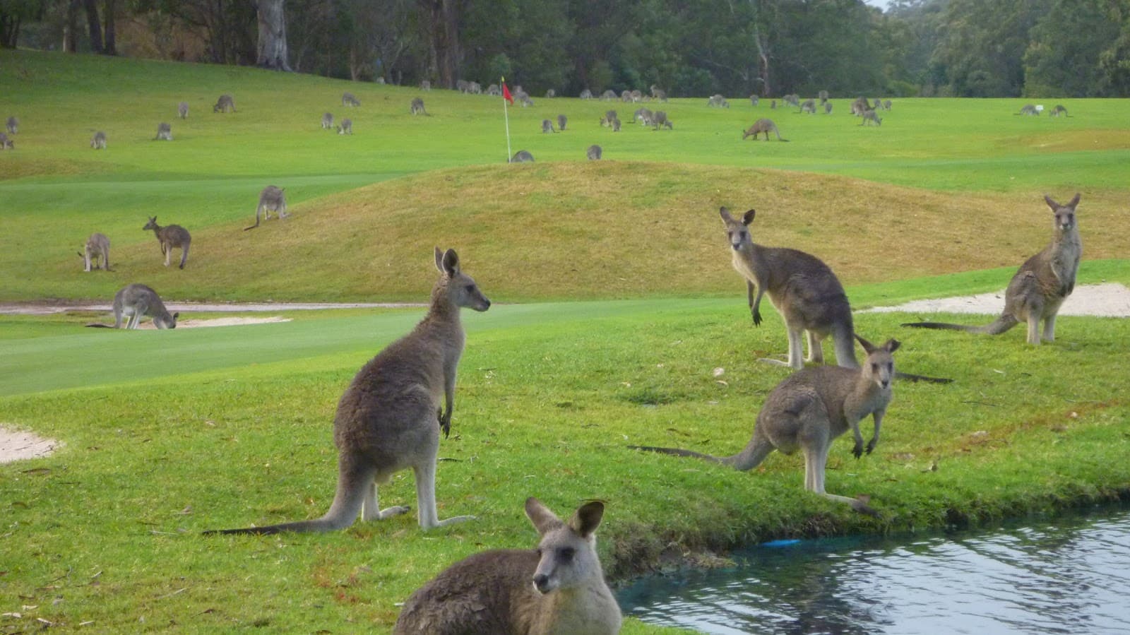 Port Stephens Kangaroo Encounters — Nelson Bay, Newcastle