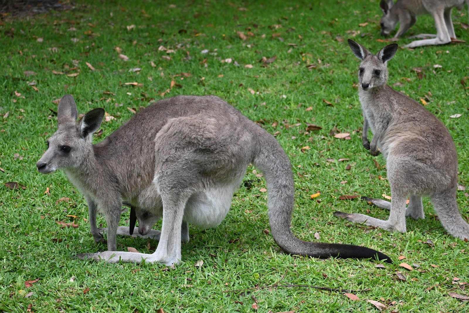 Port Stephens Kangaroo Encounters — Nelson Bay, Newcastle