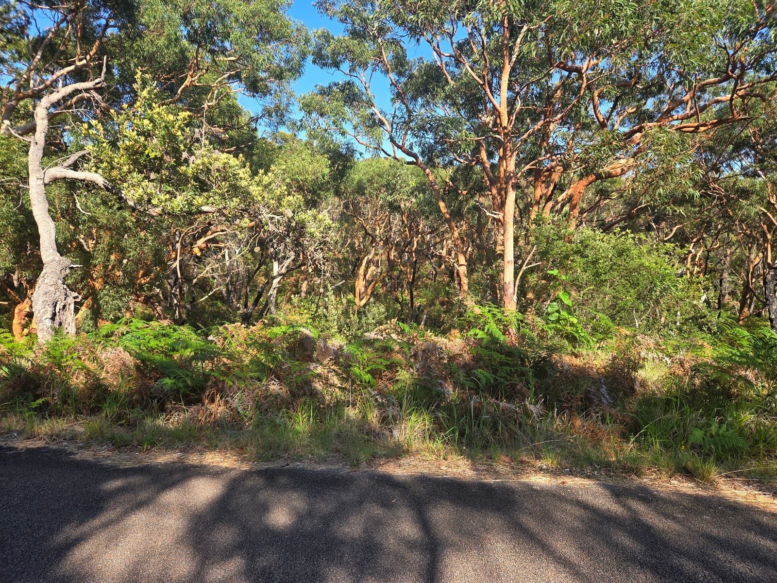 Port Stephens Kangaroo Encounters — Nelson Bay, Newcastle