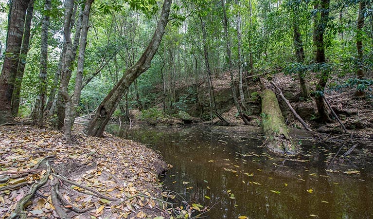 Watagans National Park