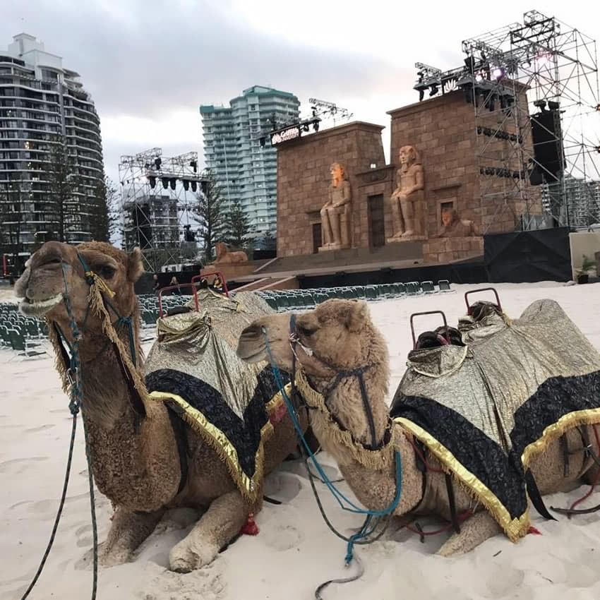 Oakfield Ranch Camel Rides